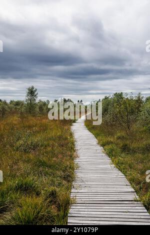 Promenade in der Nähe von Botrange im Hohen Venn, Waimes, Wallonien, Belgien. Bohlenweg nahe Botrange im Hohen Venn, Waimes, Wallonien, Belgien. Stockfoto