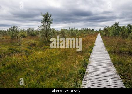 Promenade in der Nähe von Botrange im Hohen Venn, Waimes, Wallonien, Belgien. Bohlenweg nahe Botrange im Hohen Venn, Waimes, Wallonien, Belgien. Stockfoto