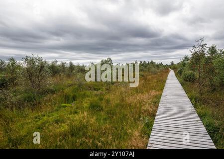 Promenade in der Nähe von Botrange im Hohen Venn, Waimes, Wallonien, Belgien. Bohlenweg nahe Botrange im Hohen Venn, Waimes, Wallonien, Belgien. Stockfoto