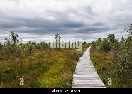 Promenade in der Nähe von Botrange im Hohen Venn, Waimes, Wallonien, Belgien. Bohlenweg nahe Botrange im Hohen Venn, Waimes, Wallonien, Belgien. Stockfoto