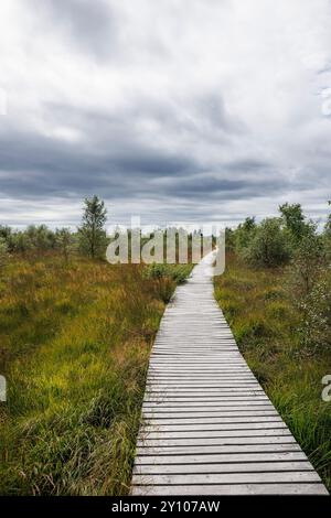 Promenade in der Nähe von Botrange im Hohen Venn, Waimes, Wallonien, Belgien. Bohlenweg nahe Botrange im Hohen Venn, Waimes, Wallonien, Belgien. Stockfoto