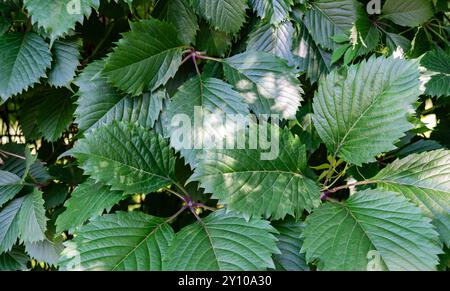 Nahaufnahme von üppig grünem Laub mit leuchtenden Blättern im Sonnenlicht, die die Schönheit und Frische der Natur zeigen. Stockfoto