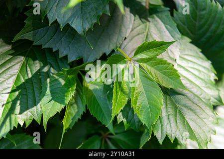 Nahaufnahme von üppig grünem Laub mit leuchtenden Blättern im Sonnenlicht, die die Schönheit und Frische der Natur zeigen. Stockfoto