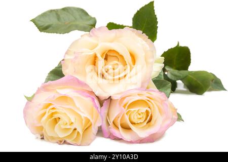 Elegante weiße Rosen mit sanften rosafarbenen Tönen isoliert auf weißem Hintergrund Stockfoto