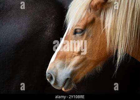 Helles und dunkles Pferd Stockfoto