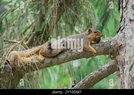 Fox Eichhörnchen liegt auf Branch Stockfoto