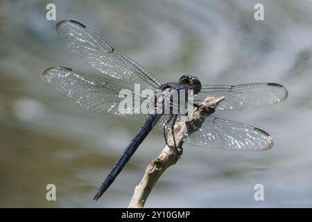 Slaty Skimmer Libelle in Ruhe Stockfoto