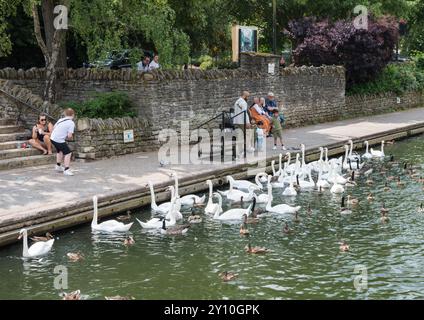 Familiengruppe mit kleinen Kindern, die Schwäne, Gänse und Enten vom Ufer der Themse füttern, Windsor Berkshire England Großbritannien Stockfoto