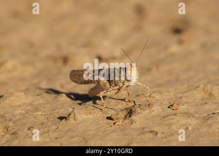 Pallidgeflügelter Grasshopper, der auf Schmutz ruht Stockfoto