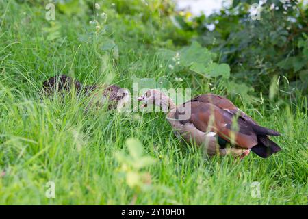 Nutria River Ratte und ägyptische Gänse kämpfen auf der Wiese, bewohnbaren Teich und Feuchtgebiet, territoriale Kämpfe im Park Stockfoto