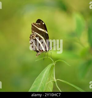 Zebra Longwing Schmetterling, der auf einem Blatt ruht Stockfoto