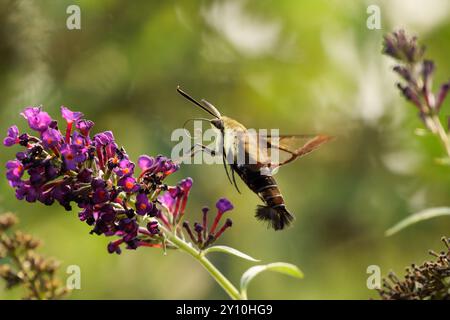 Kolibri Motte, die sich von einer Blume ernährt Stockfoto