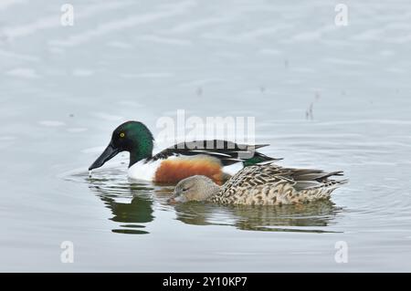 Schaufel (Anas clypeata) Fütterung von drachen- und Entenvögeln im Pool, Caerlaverock, Wildfowl and Wetlands Trust Reserve, Dumfries-shire, Schottland. Stockfoto