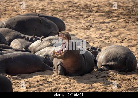 Flusspferde am Flussufer. Nilpferd während einer Safari im Kruger-Nationalpark. Nilpferde interagieren mit Krokodilen. Stockfoto