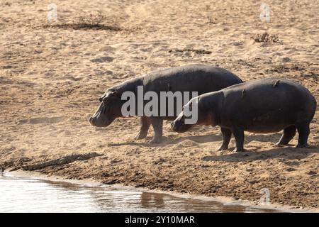 Flusspferde am Flussufer. Nilpferd während einer Safari im Kruger-Nationalpark. Nilpferde interagieren mit Krokodilen. Stockfoto