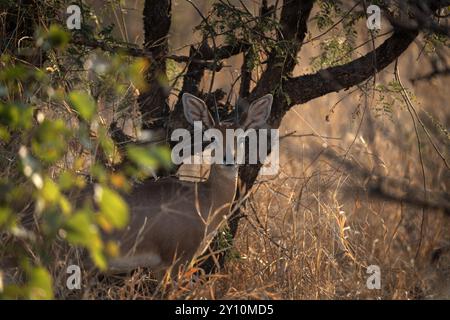 Steenbok steht im Gras. Steenbok während einer Safari im Kruger-Nationalpark. Kleine Antilope, die im afrikanischen Busch lebt. Stockfoto