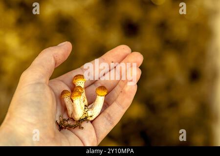 Gruppe kleiner Armillaria mellea in der Hand der Frau. Pilzjagd im Herbst. Kopierbereich. Nahaufnahme. Stockfoto