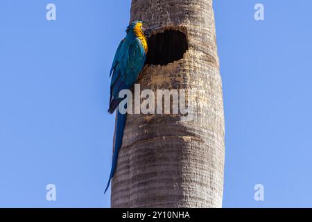 Goiania, Goias, Brasilien – 30. August 2024: Ein Ara auf dem Stamm einer Kokospalme mit blauem Himmel im Hintergrund. Stockfoto