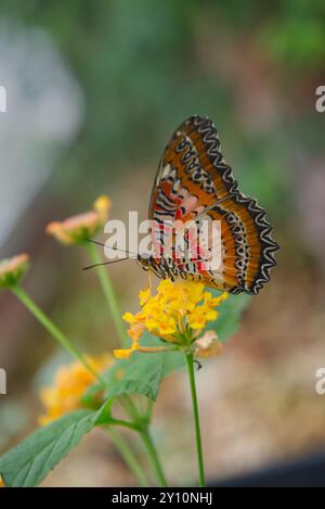 Lavendel Pfau Schmetterling auf Lavendelblüten Stockfoto