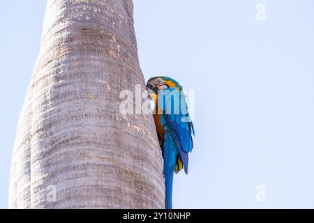 Goiania, Goias, Brasilien – 30. August 2024: Ein Ara auf dem Stamm einer Kokospalme mit blauem Himmel im Hintergrund. Stockfoto