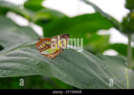 Lavendel Pfau Schmetterling auf Lavendelblüten Stockfoto