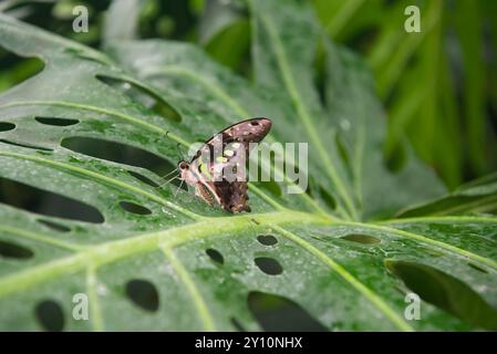 Lavendel Pfau Schmetterling auf Lavendelblüten Stockfoto