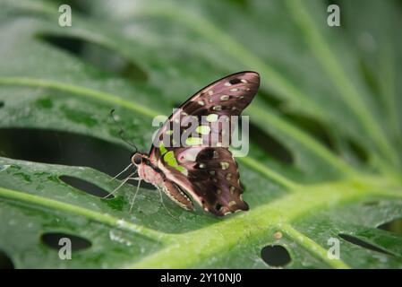 Lavendel Pfau Schmetterling auf Lavendelblüten Stockfoto