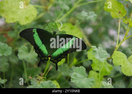 Lavendel Pfau Schmetterling auf Lavendelblüten Stockfoto