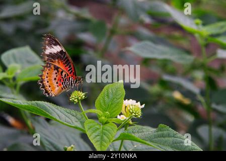 Lavendel Pfau Schmetterling auf Lavendelblüten Stockfoto