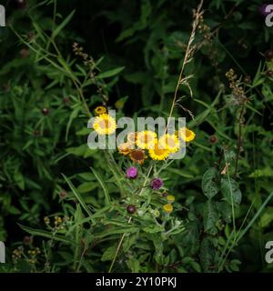 Eine Gruppe gemeiner fleabane (False fleabane), die in einer Hecke wächst Stockfoto