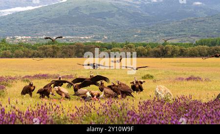 Eurasischer Schwarzgeier (Aegypius monachus) (dunkel), Weißstorch und Gänsegeier (Gyps fulvus) (hell), Castilla y Leon, Spanien Stockfoto