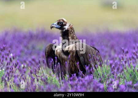 Schwarzgeier (Aegypius monachus) auf einer Wiese mit Lavendel (Lavendula stoechas), Castilla y Leon, Spanien Stockfoto