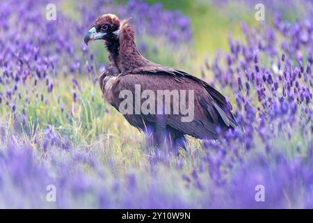 Schwarzgeier (Aegypius monachus) auf einer Wiese mit Lavendel (Lavendula stoechas), Castilla y Leon, Spanien Stockfoto