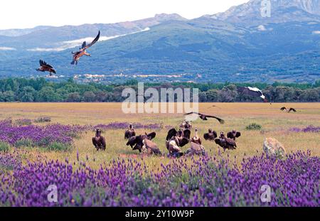 Schwarzgeier (Aegypius monachus) (dunkel) und Gänsegeier (Gyps fulvus) (hell), Castilla y Leon, Spanien Stockfoto