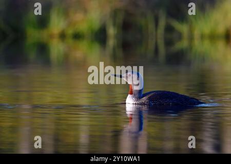 Schwimmender Rotkehlentaucher (Gavia stellata) in einem Brutgebiet auf einem Moorsee in Schweden Stockfoto