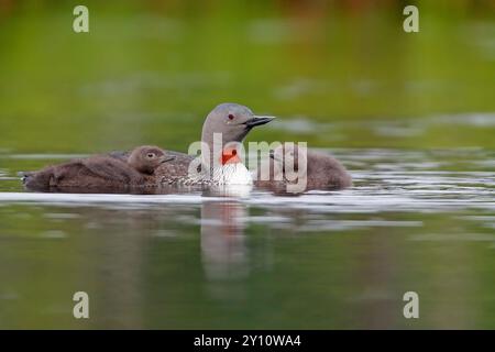 Rotkehlentaucher (Gavia stellata) mit zwei Jungen auf einem Moorsee in Schweden Stockfoto