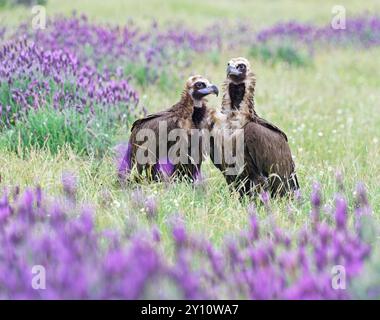 Schwarzgeier (Aegypius monachus) auf einer Wiese mit Lavendel (Lavendula stoechas), Castilla y Leon, Spanien Stockfoto