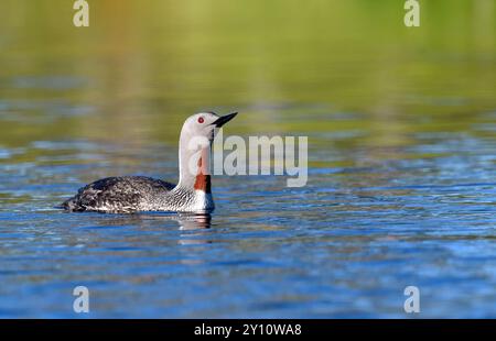 Schwimmender Rotkehltaucher (Gavia stellata) im Zuchtgefieder auf einem Moorsee in Schweden Stockfoto