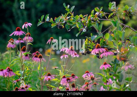 Schwarze Aronia melanocarpa mit violettem Koneflor (Echinacea purpurea) im Apothekergarten Stockfoto