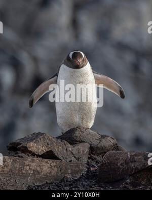 Gentoo-Pinguin. Booth Island, Antarktis. Stockfoto