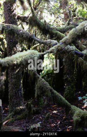 Hobbit Trail an der Küste Oregons. Stockfoto