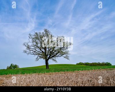 Frühlingstag im Naturpark Augsburg - Westwälder bei Siebnach Stockfoto