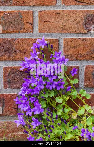 Dalmatinische Glockenblume oder Wandglocke (Campanula portenschlagiana), blüht auf einer Gartenmauer Stockfoto