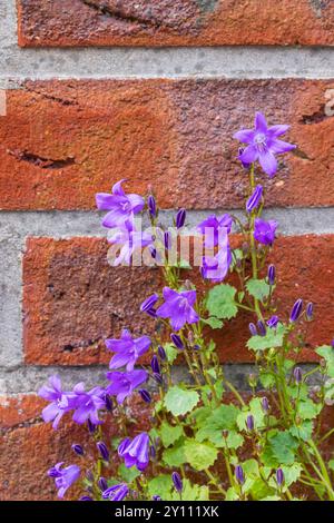 Dalmatinische Glockenblume oder Wandglocke (Campanula portenschlagiana), blüht auf einer Gartenmauer Stockfoto