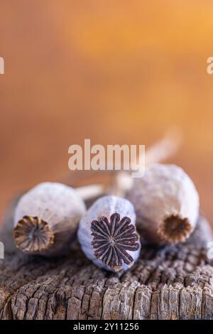 Getrocknete Mohnkapseln, Nahaufnahme der Fruchtkapseln Stockfoto