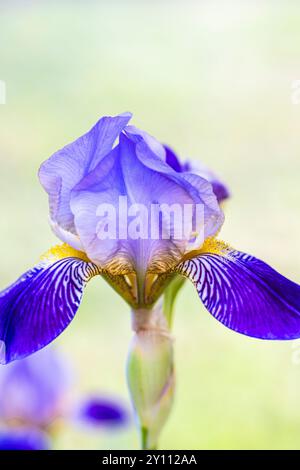 Blaue Iris, deutsche Iris (Iris germanica) Stockfoto