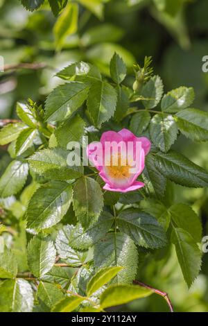 Blüten der Hunderose (Rosa canina) Stockfoto