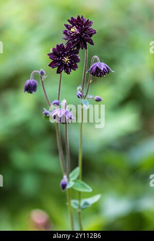 Aquilegia Vulgaris-Hybride „Black Barlow“ Stockfoto