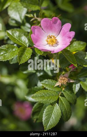 Blüten der Hunderose (Rosa canina) Stockfoto