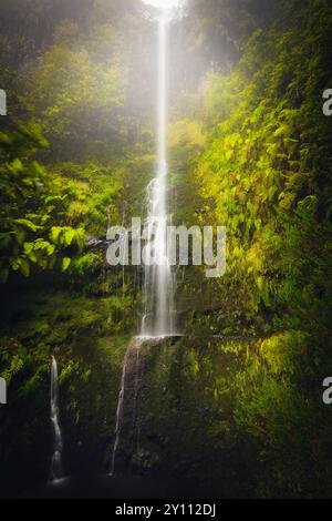 Wunderschöner Wasserfall auf dem Wanderweg Levada do Caldeirao Verde in Madeira, Portugal, umgeben von Farnen, malerisches Ziel Stockfoto